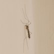 Malaria: owad ze strzykawką