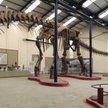Kompletny szkielet Argentinosaurus huinculensis na wystawie w Museo Municipal Carmen Funes w Argenty