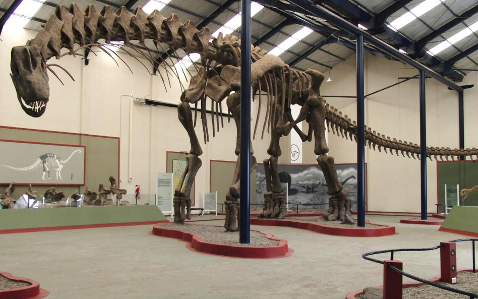 Kompletny szkielet Argentinosaurus huinculensis na wystawie w Museo Municipal Carmen Funes w Argenty