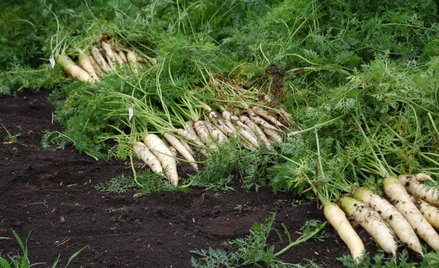 Ceny pietruszki znów biją rekordy