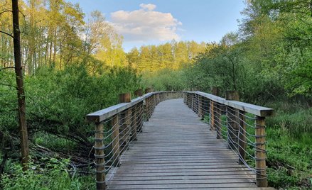 Kładka w rezerwacie Łosiowe Błota