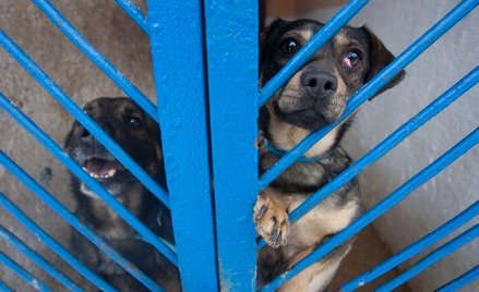 Debata o prawach zwierząt