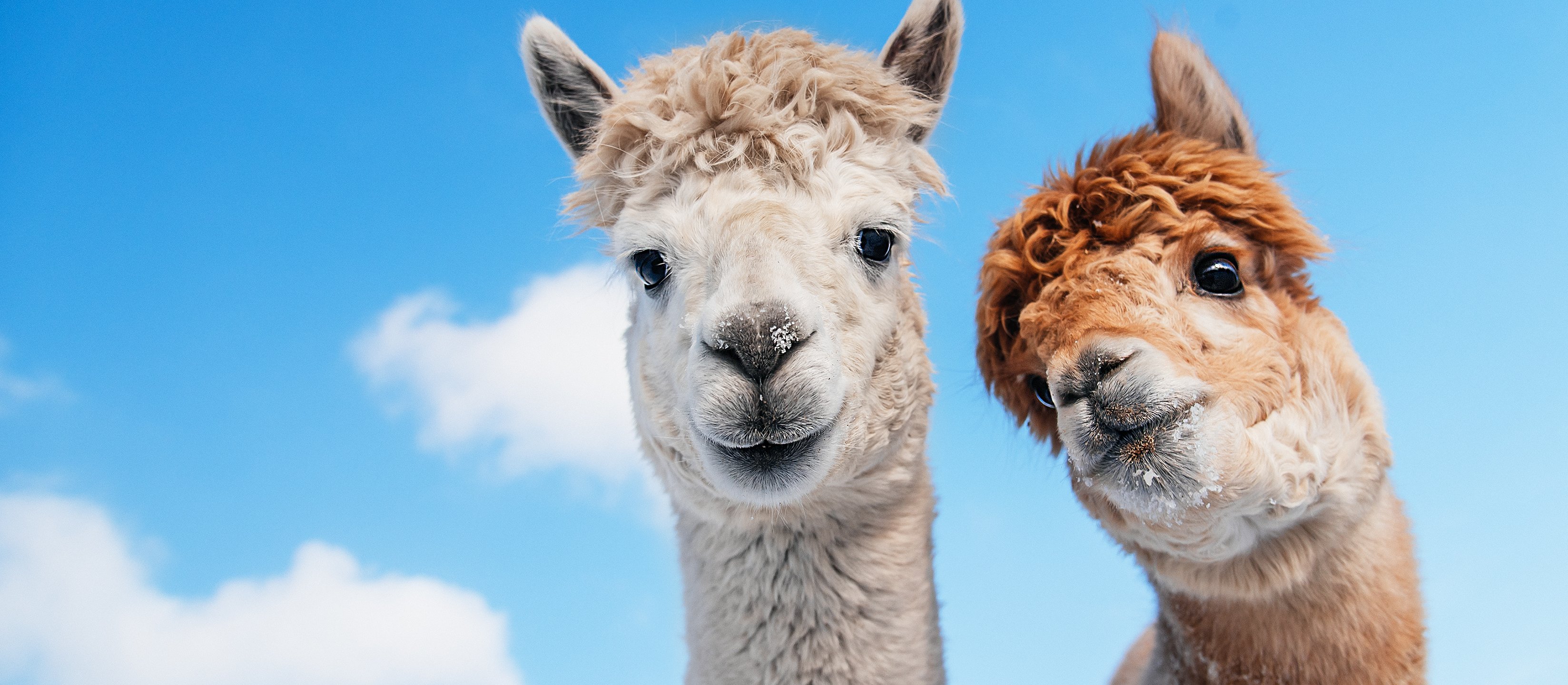 Jak jest opodatkowana VAT działalność rolnicza