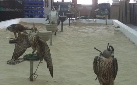 Na targu Wakif w stolicy Kataru sokół kosztuje od 1750 do 10 tys. dolarów