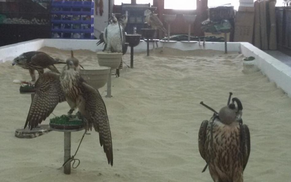 Na targu Wakif w stolicy Kataru sokół kosztuje od 1750 do 10 tys. dolarów