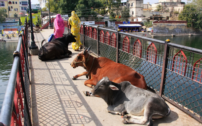 Krowy leżące na moście, Udaipur, India. Podczas posiłków biznesowych z partnerami z Indii należy pam