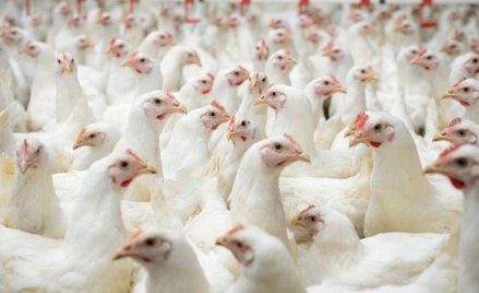 40 proc. mięsa drobiowego z polskich firm trafia na zagraniczne rynki