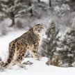 Irbisy śnieżne (pantery) giną z powodu futer i chińskiej medycyny. Zostało ich ok. 7 tys.