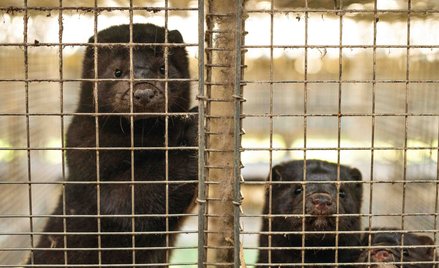 Chińscy hodowcy norek wietrzą okazję w kłopotach Duńczyków