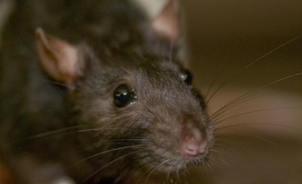 Wielkomiejskie polowania na szczury