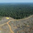 Karczowanie lasów w na zachodniej Sumatrze