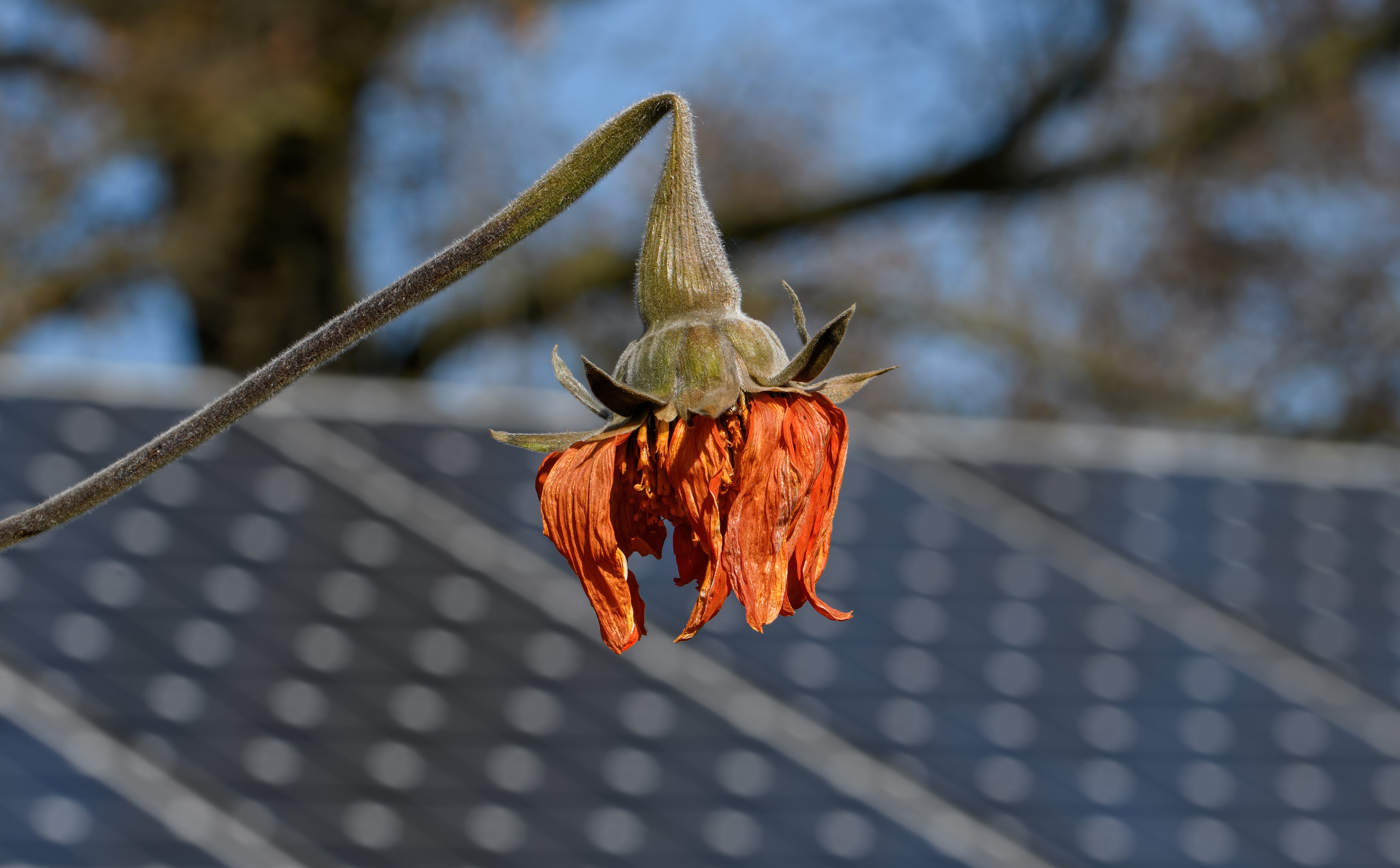 Klimatyczny sojusz bankowy rozpadnie się? Kryzys dociera do Europy