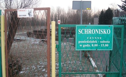 Uśpiono amstaffa, który pogryzł człowieka