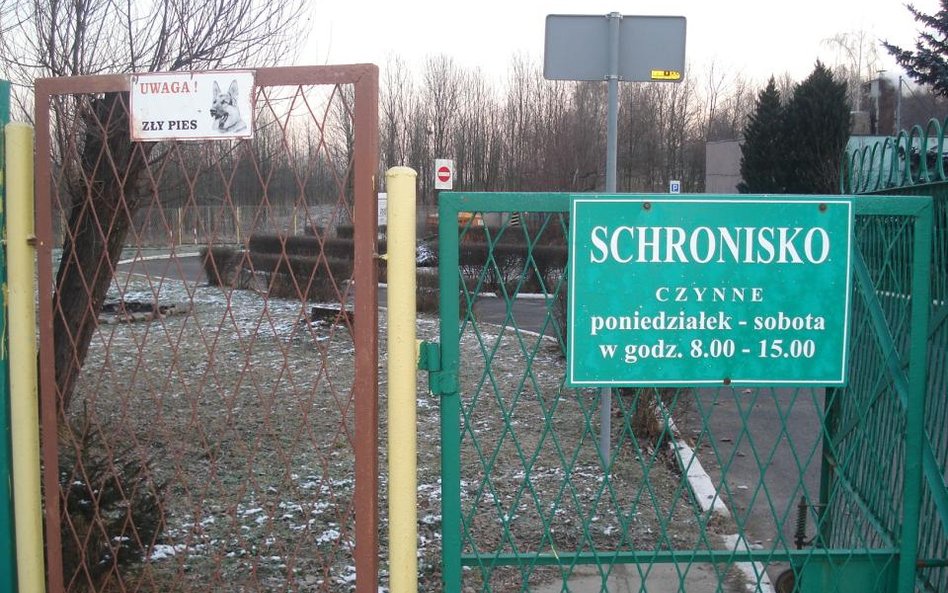 Uśpiono amstaffa, który pogryzł człowieka