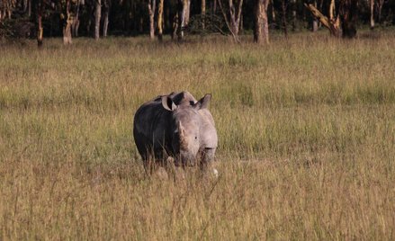 Mordercy nosorożców w areszcie