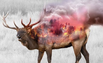 Ludzie tracą majątki. Zwierzęta są bez szans. Apel strażaków