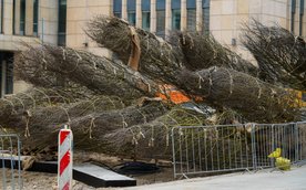 Krzewy oraz inne nasadzenia uzupełnią drzewa i nadadzą przestrzeni bardziej kameralny charakter.