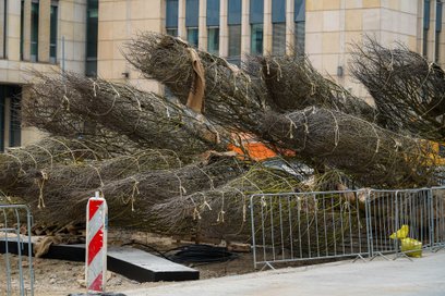 Krzewy oraz inne nasadzenia uzupełnią drzewa i nadadzą przestrzeni bardziej kameralny charakter.