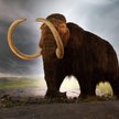 Mamut włochaty (Mammuthus primigenius)