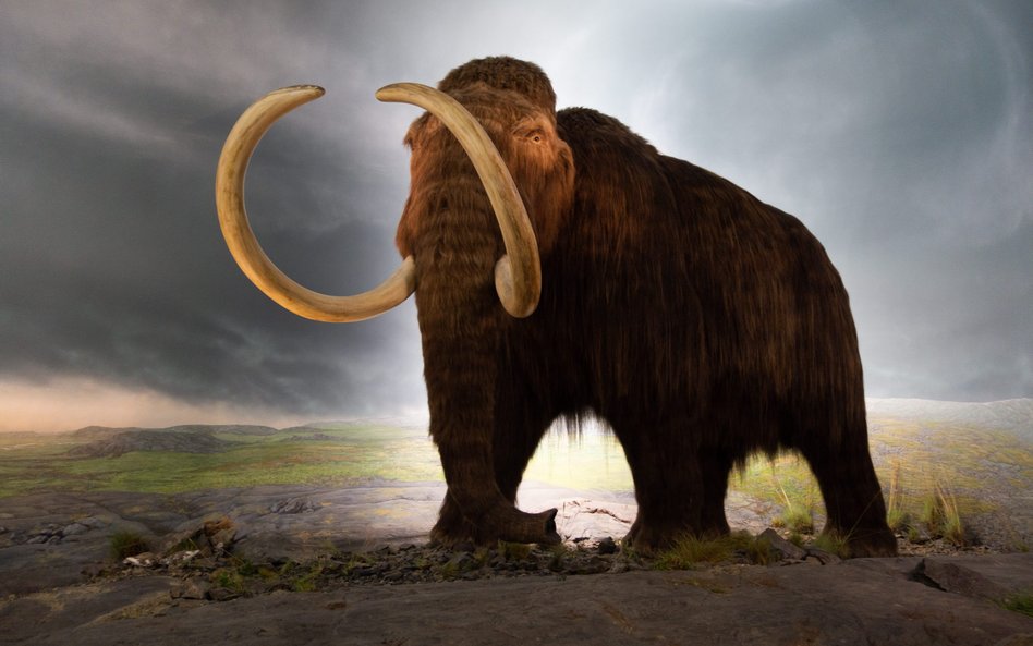 Mamut włochaty (Mammuthus primigenius)