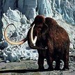 Mamut sprzed 10 tys. lat