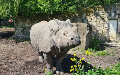 Shikari jest jedną z najbardziej fascynujących mieszkanek ogrodu zoologicznego.