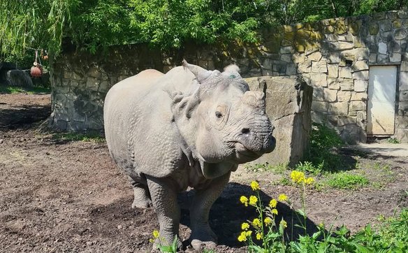 Nosorożec Shikari w ogóle nie może spożywać owoców ani warzyw