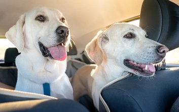 Psy i koty, podobnie jak najmłodsi, nie są w stanie skutecznie regulować temperatury ciała w tak eks