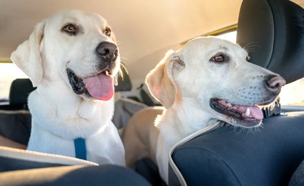 Zwierzę może być kosztem podatkowym. Ale nie zawsze