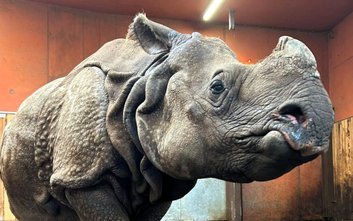 Jhansi przybyła do Warszawy, by spędzić tu spokojną nosorożcową emeryturę