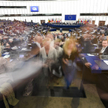 Sondaż "Wiadomości" TVP: PiS przed Koalicją Europejską