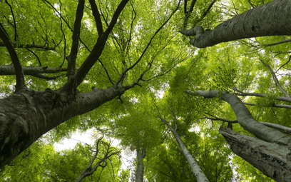 Tajemnicza choroba atakuje drzewa w Ameryce. "Bijmy na alarm"