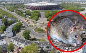 Szczury zalęgły się na jednym z osiedli w alei Waszyngtona
