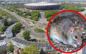 Szczury zalęgły się na jednym z osiedli w alei Waszyngtona