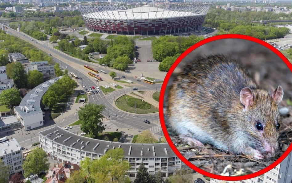 Szczury zalęgły się na jednym z osiedli w alei Waszyngtona