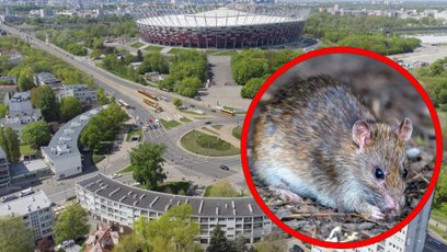 Szczury zalęgły się na jednym z osiedli w alei Waszyngtona