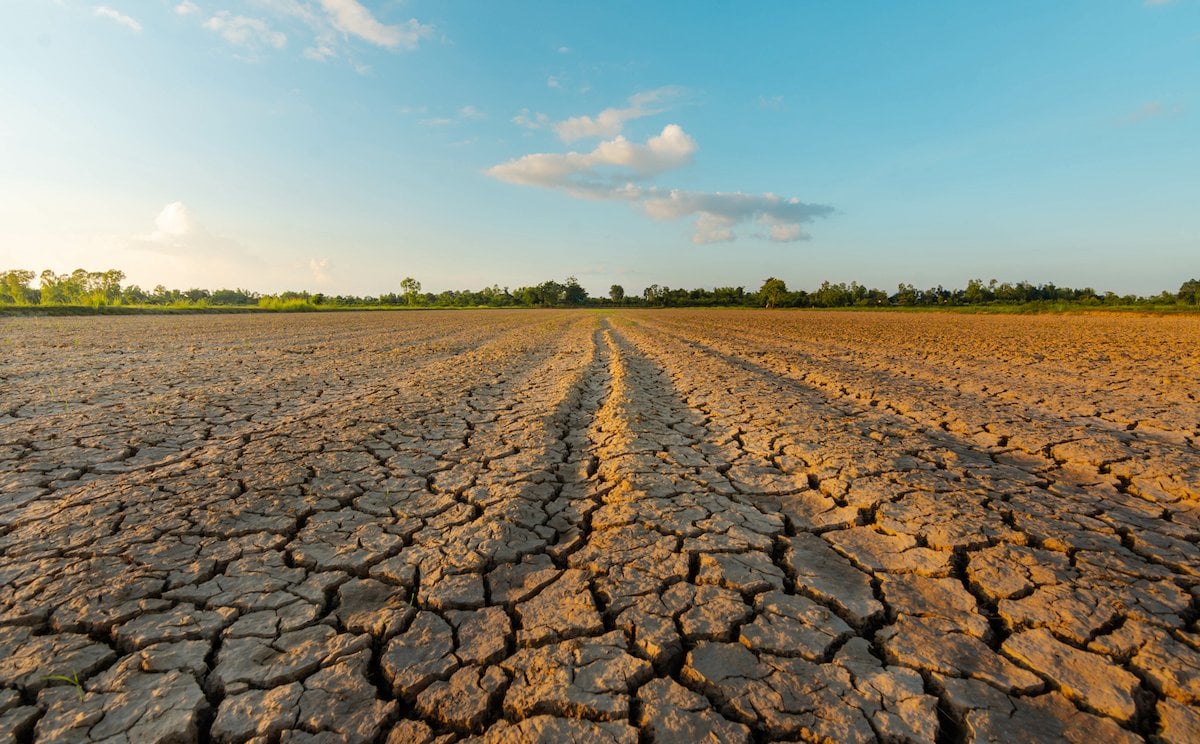 Wymieranie gatunków. W najtrudniejszej sytuacji kraje z klimatem umiarkowanym