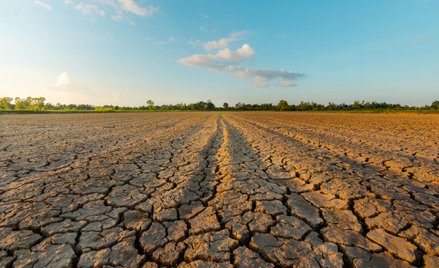 Fale upałów i susze zagrażają produkcji żywności