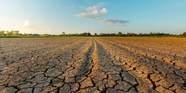 Gatunki ze stref umiarkowanych bardziej zagrożone zmianami klimatu niż tropikalne