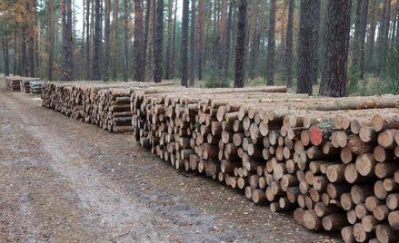 Lasy Państwowe – oddadzą więcej do budżetu