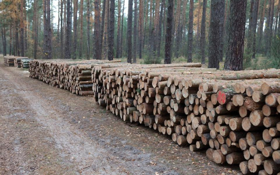 Lasy Państowe zmieniły zasady zakupu drewna