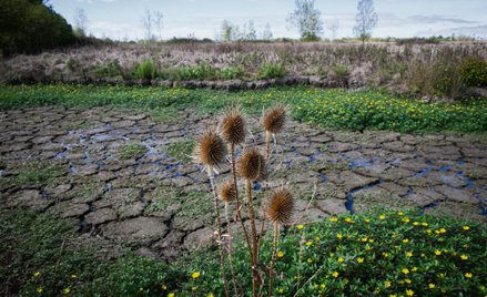 W ciągu półwiecza utraciliśmy ok. 410 mln hektarów naturalnych terenów podmokłych – powierzchnię por