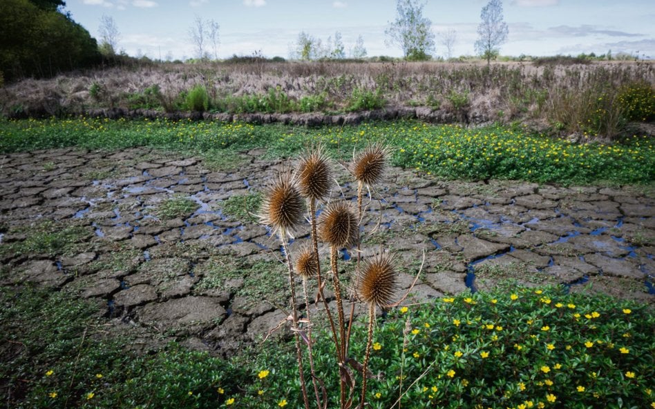 W ciągu półwiecza utraciliśmy ok. 410 mln hektarów naturalnych terenów podmokłych – powierzchnię por