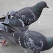 Mieszkaniec Bielan zabił gołębie, bo nabrudziły