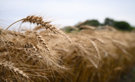 Wojskowy sukces w Ukrainie nie rozwiązuje problemów grup rolnych