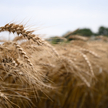 FAO: nie zabraknie pszenicy w tym roku. Dramatyczny spadek produkcji w Ukrainie