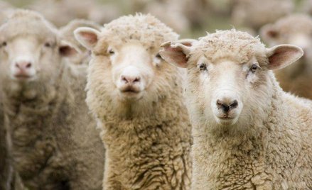 Owce to modelowe zwierzęta w badaniach biomedycznych