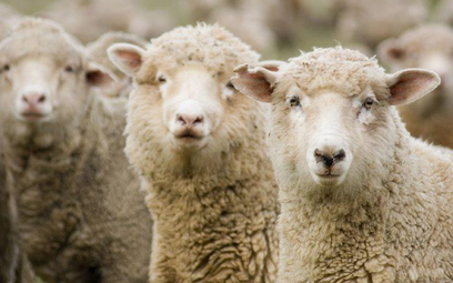 Owce to modelowe zwierzęta w badaniach biomedycznych
