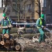 Wycinka wymaga zezwolenia, chociaż nie zawsze trzeba płacić