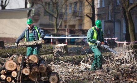Wycinka wymaga zezwolenia, chociaż nie zawsze trzeba płacić